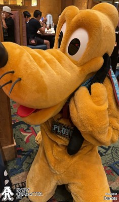 Pluto with his Collar Pluto with his Collar